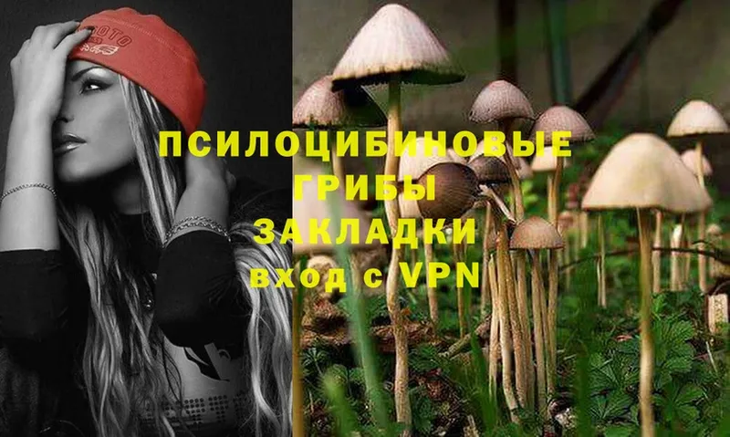 Галлюциногенные грибы Psilocybe  Москва 